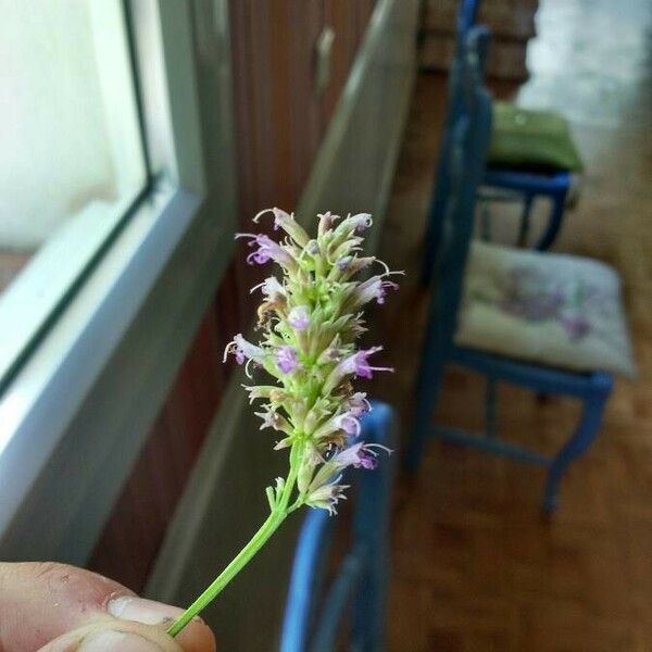 Agastache urticifolia Blüte