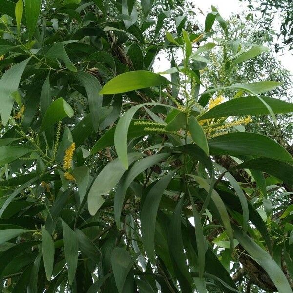 Acacia auriculiformis Leaf