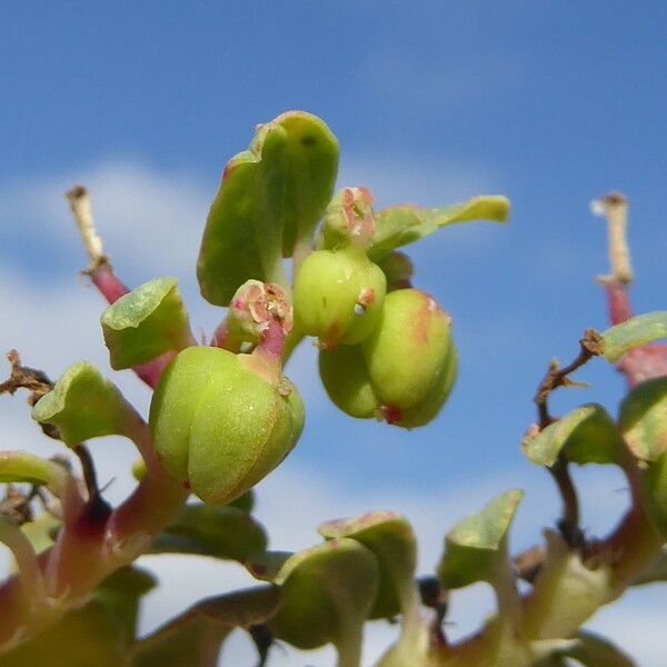 Euphorbia peplis Кора