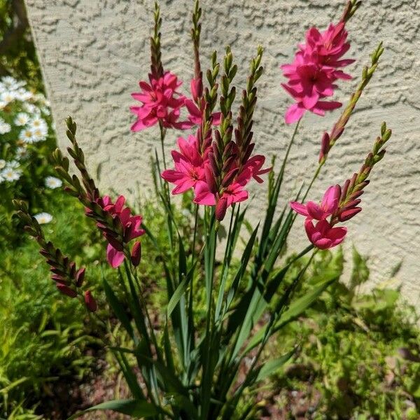 Ixia maculata Flower