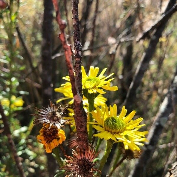 Limbarda crithmoides Kukka