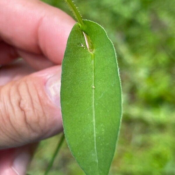 Persicaria sagittata ഇല