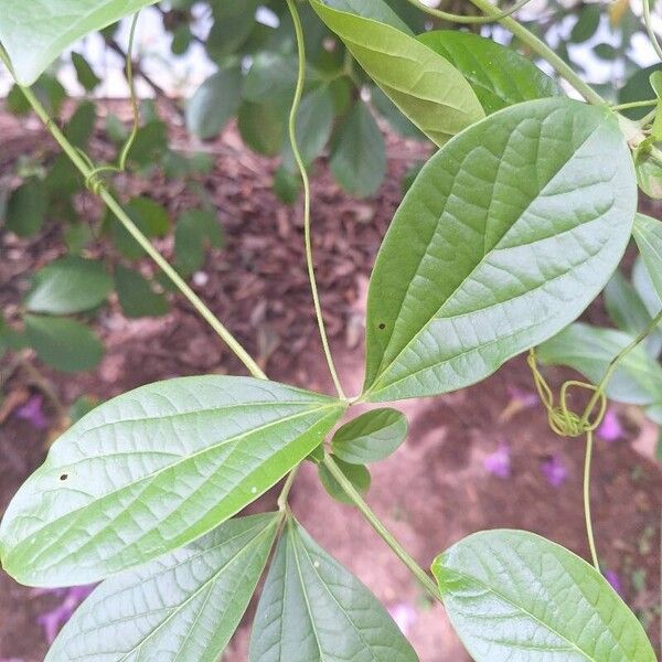 Bignonia magnifica Folla