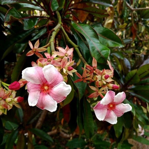 Cerbera manghas Flower