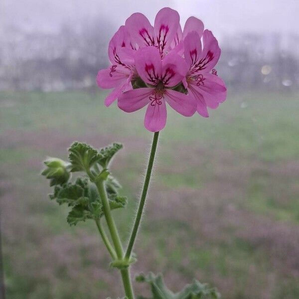 Pelargonium capitatum Žiedas