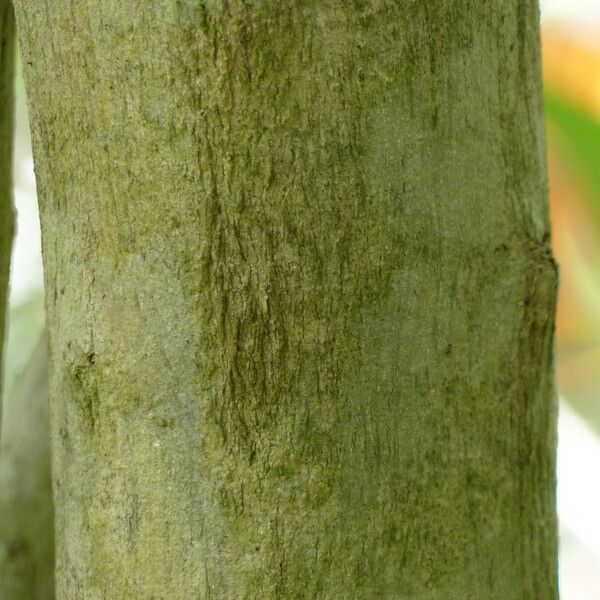 Crescentia cujete Bark