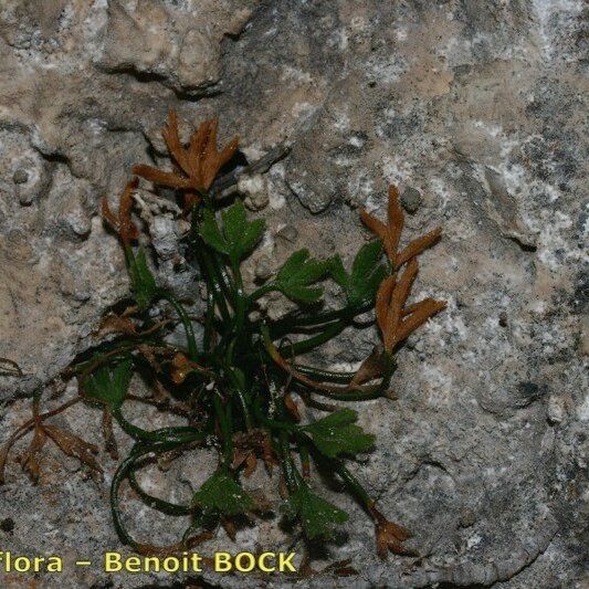 Asplenium seelosii Outro