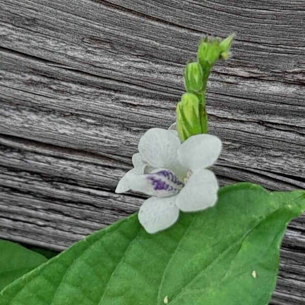 Asystasia gangetica Flower