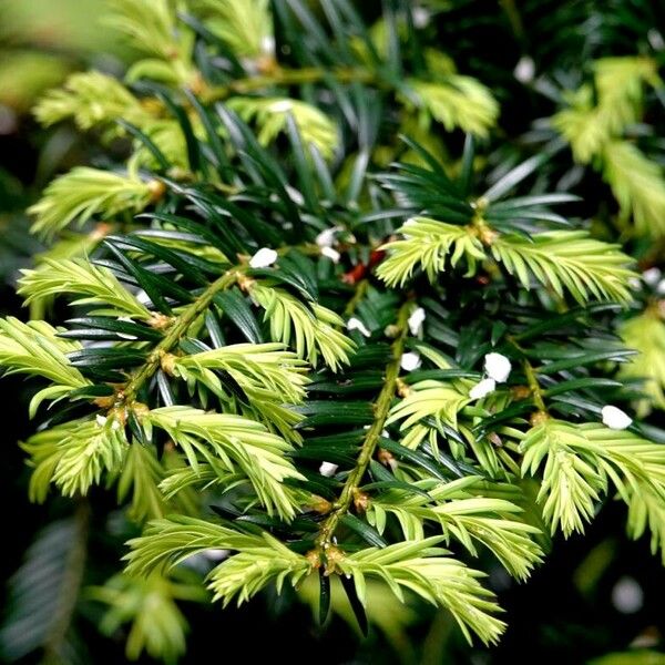 Sequoia sempervirens Leaf