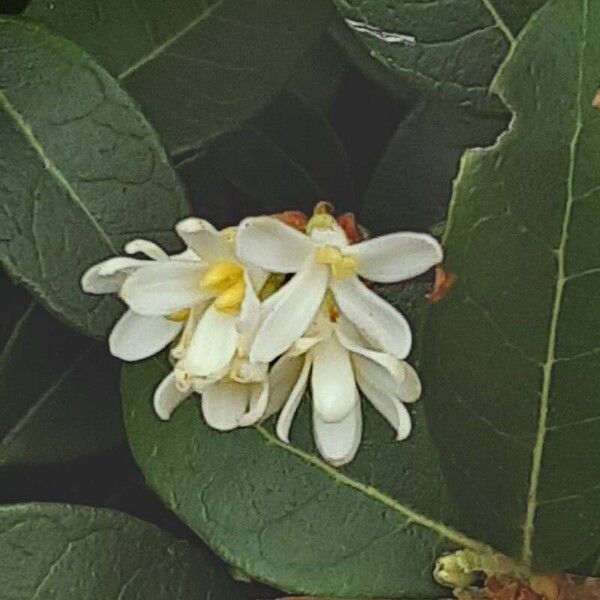 Osmanthus × burkwoodii फूल