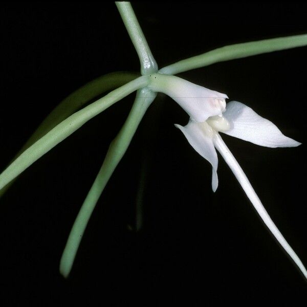 Epidendrum angustilobum Çiçek