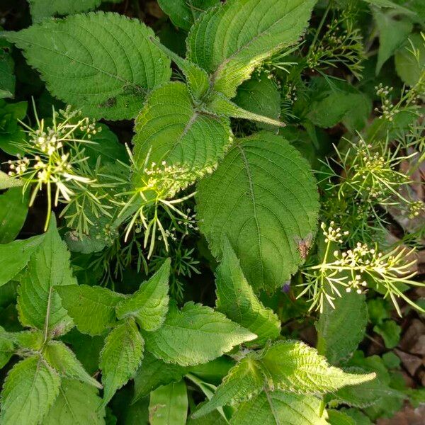 Cyclospermum leptophyllum Leaf