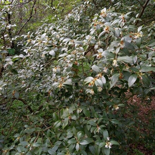 Osmanthus × burkwoodii Pokrój