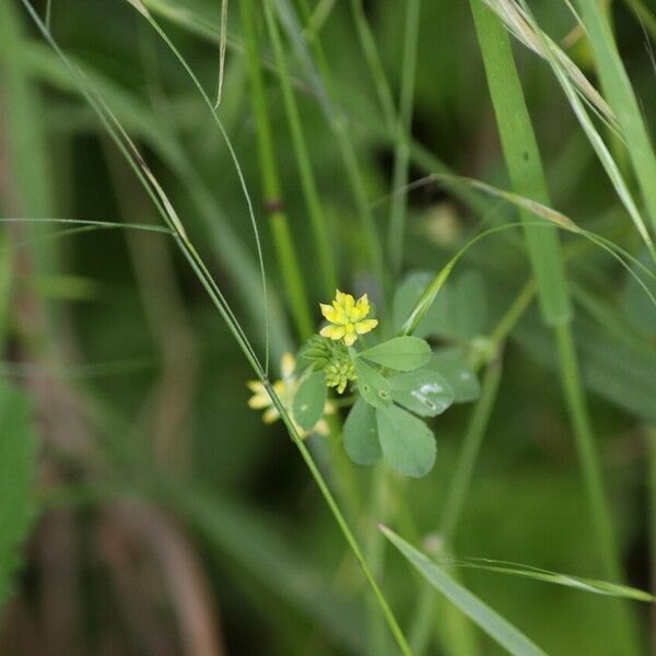 Trifolium dubium Blomst