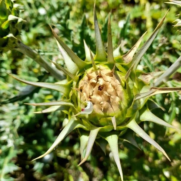 Cynara cornigera Blomst