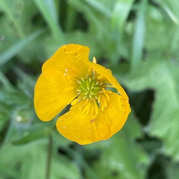 Ranunculus bulbosus Blomst