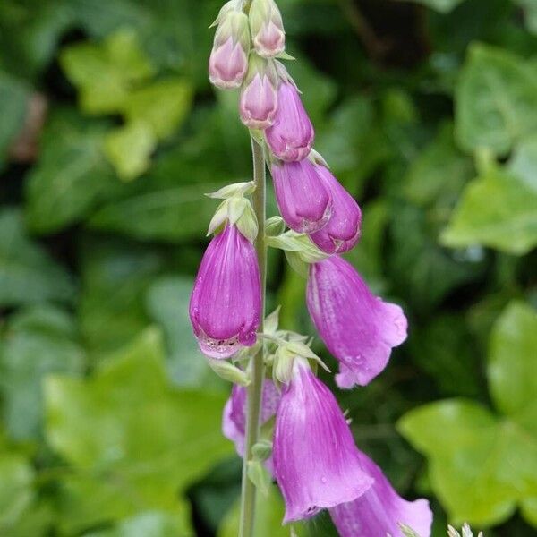 Digitalis purpurea Агульны выгляд