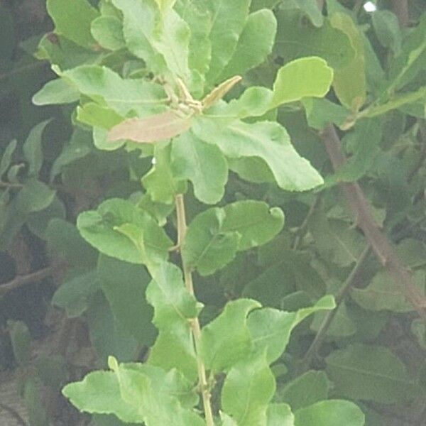 Pappea capensis পাতা