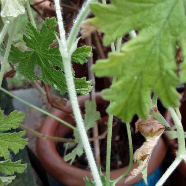 Pelargonium graveolens Bark