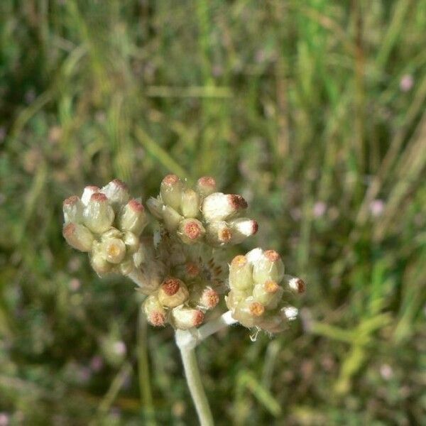 Pseudognaphalium undulatum Flower