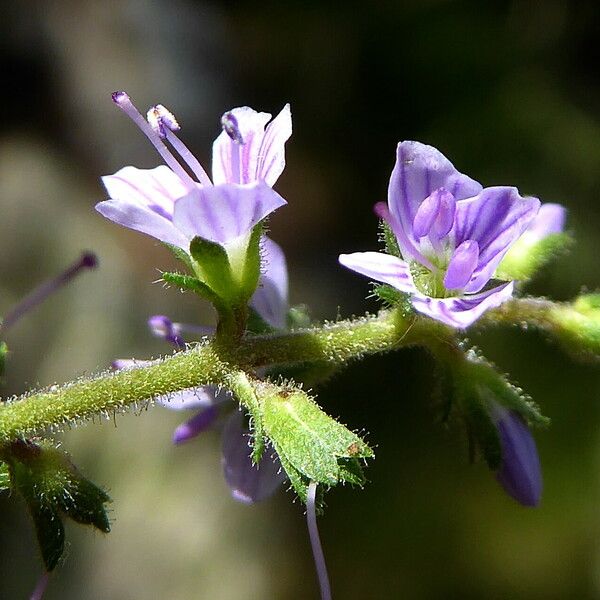 Veronica officinalis Çiçek