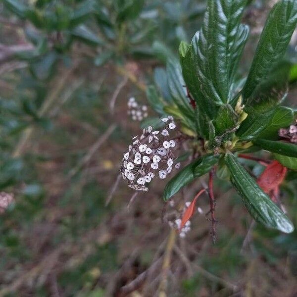 Ceanothus thyrsiflorus Övriga