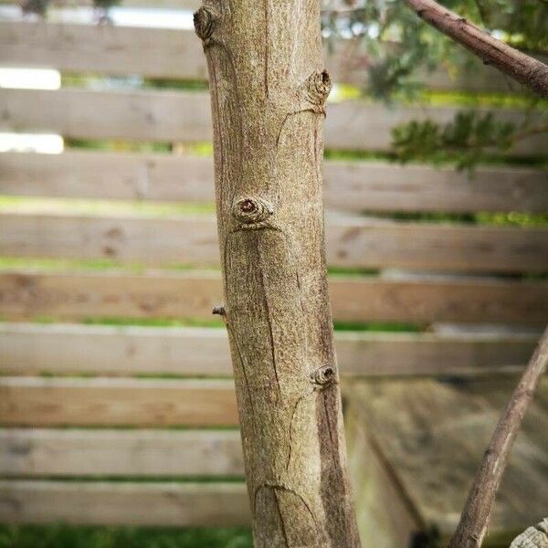 Acacia baileyana Bark