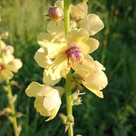 Verbascum virgatum Flower