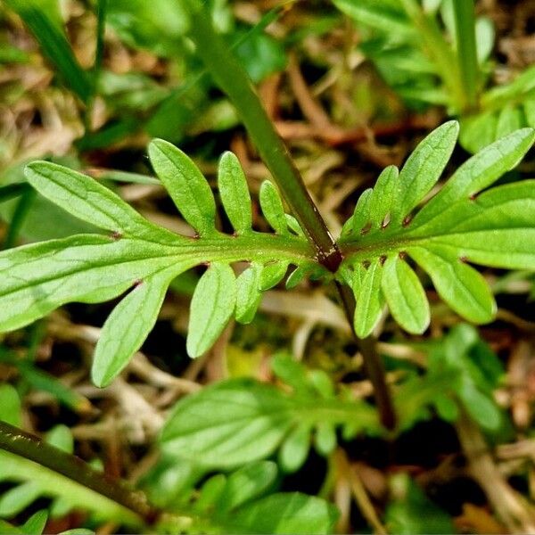 Valeriana dioica Blatt