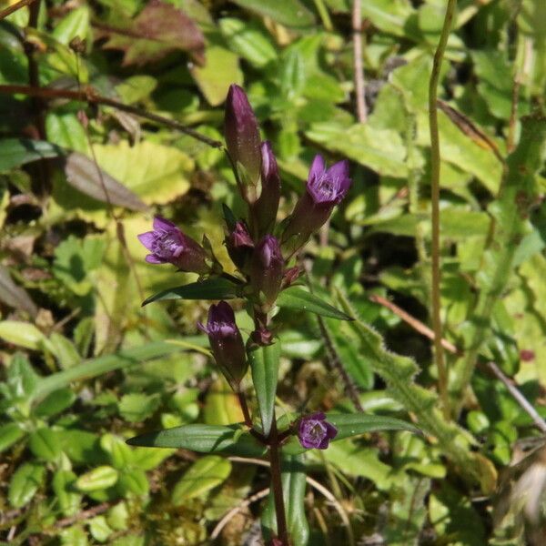 Gentianella amarella Кветка