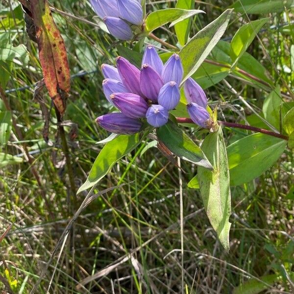 Gentiana andrewsii Кветка