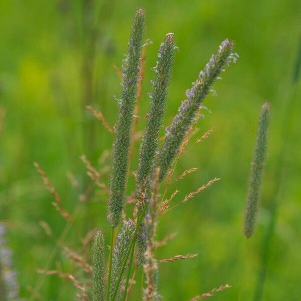 Phleum pratense Flower