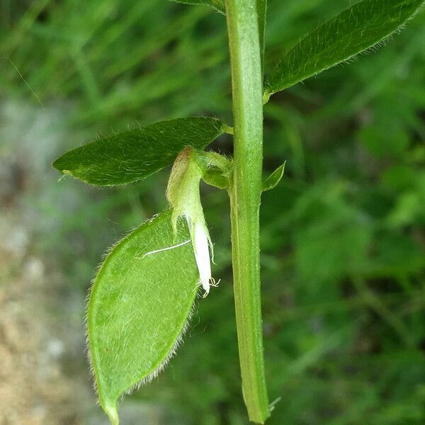 Vicia hybrida Owoc