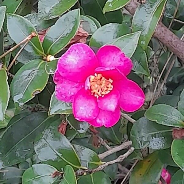Camellia sasanqua Λουλούδι