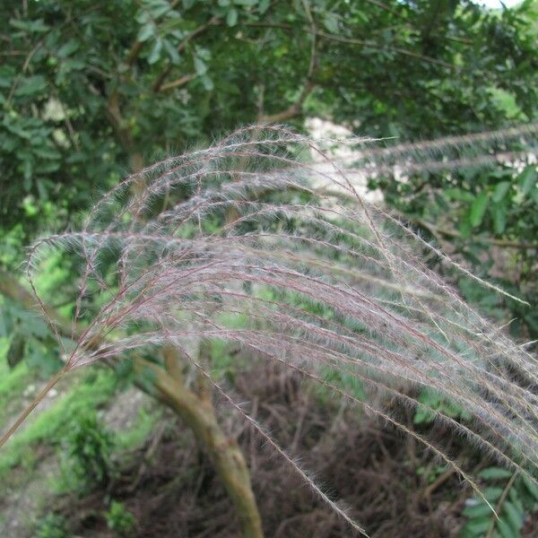 Paspalum saccharoides Blad