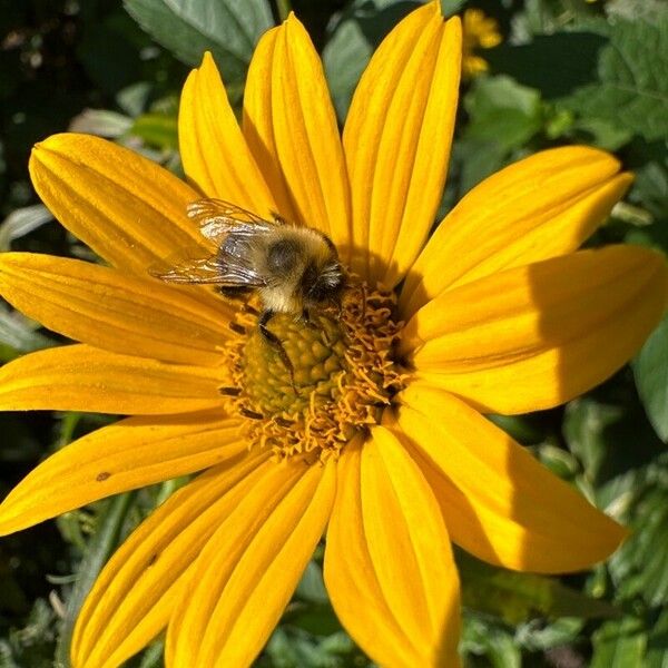 Helianthus divaricatus 花