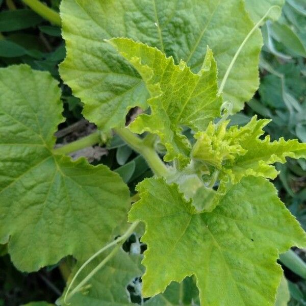 Cucurbita pepo Ліст