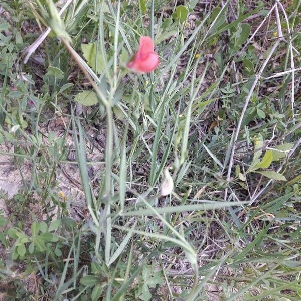 Lathyrus setifolius Leaf