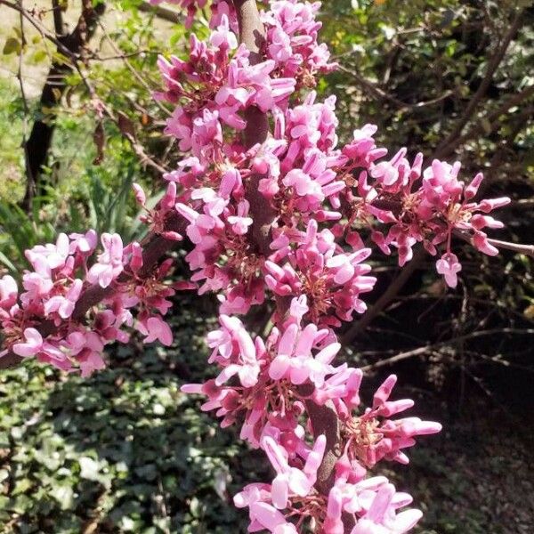 Cercis siliquastrum Flor