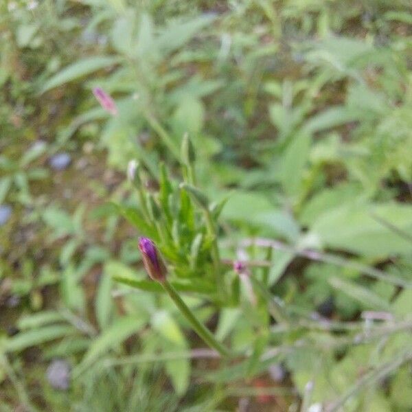 Epilobium parviflorum Flower