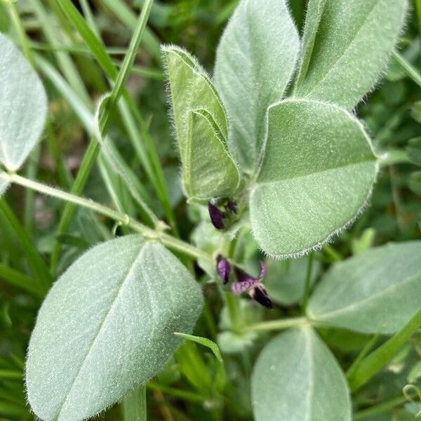 Vicia narbonensis Hoja