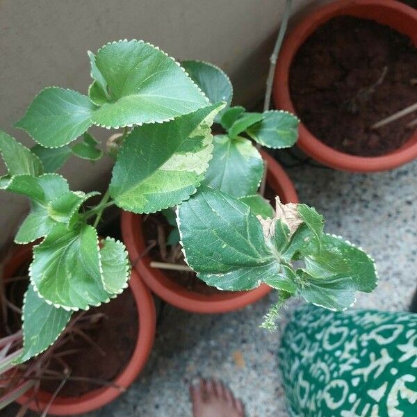 Acalypha wilkesiana Levél