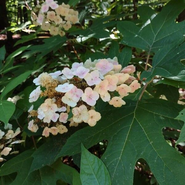 Hydrangea quercifolia Õis