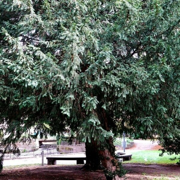 Taxus brevifolia Hábito