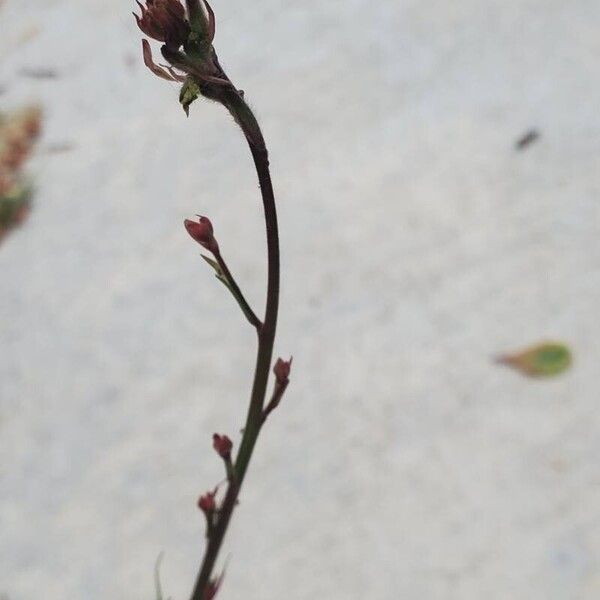 Oenothera gaura Flor