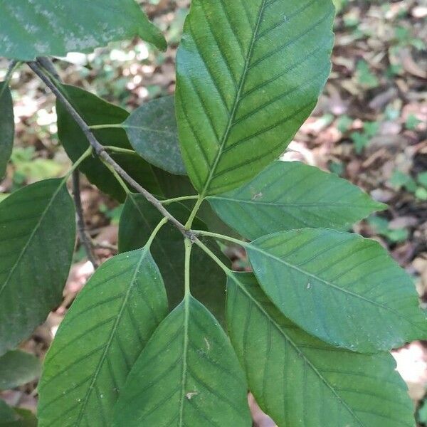 Quercus glauca Feuille