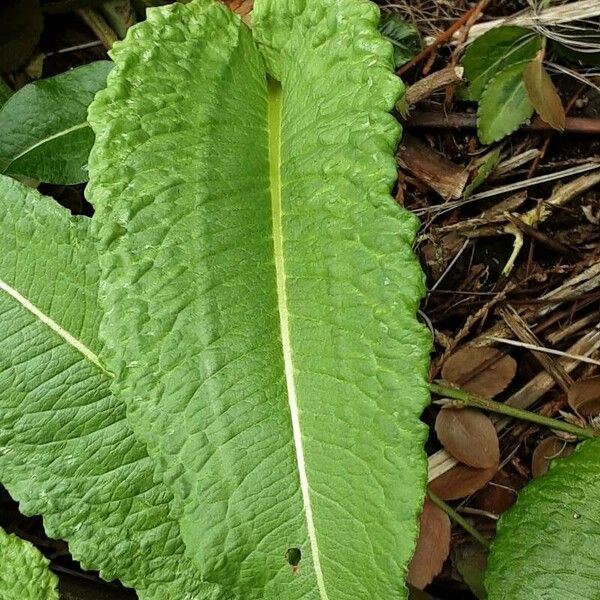 Dipsacus sativus Листок