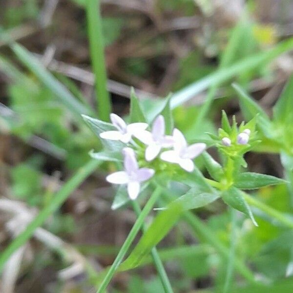 Sherardia arvensis Λουλούδι