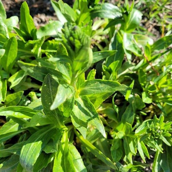 Veronica gentianoides Leaf