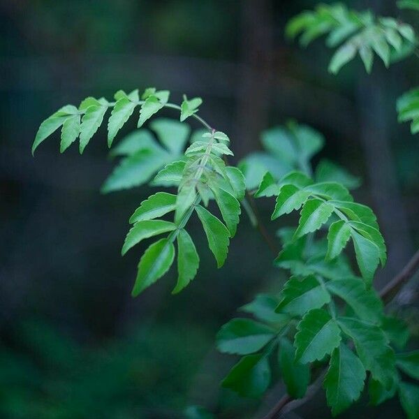 Harrisonia perforata Leht